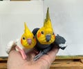 Cockatiel - articulated 3D model with hand painted details.