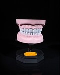 Dental Arch